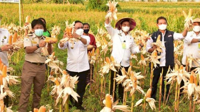 Datang Ke Kupang NTT, Mentan SYL Panen Raya Jagung