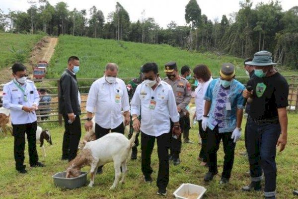 Mentan Syahrul Tinjau Langsung Panen Cempe di Kaltara