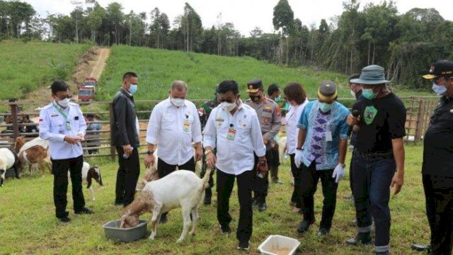 Mentan Syahrul Tinjau Langsung Panen Cempe di Kaltara