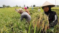 Dapat Program RJIT Kementan, Produktivitas Petani Jombang dan Gresik Meningkat Tajam