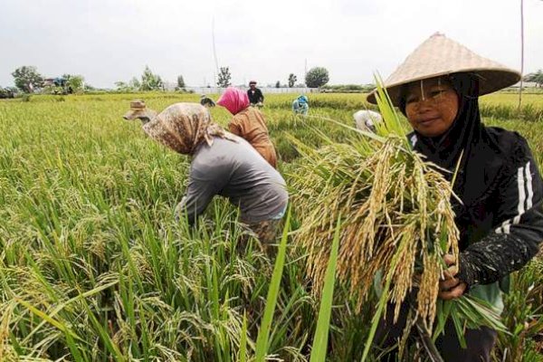 Dapat Program RJIT Kementan, Produktivitas Petani Jombang dan Gresik Meningkat Tajam