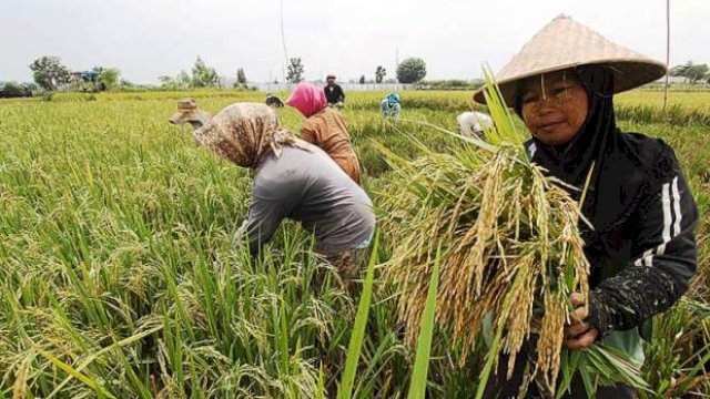 Dapat Program RJIT Kementan, Produktivitas Petani Jombang dan Gresik Meningkat Tajam