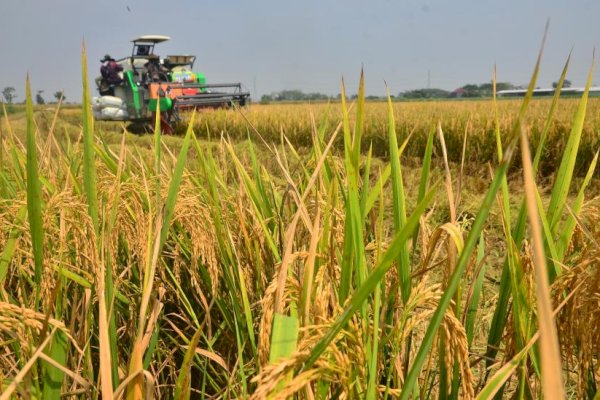 BPN Resmi Dibentuk, Bulog: Penugasan Pangan Lebih Cepat