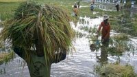 Kementan Siapkan Strategi Antisipasi Dampak La Nina