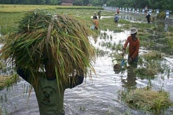 Kementan Siapkan Strategi Antisipasi Dampak La Nina