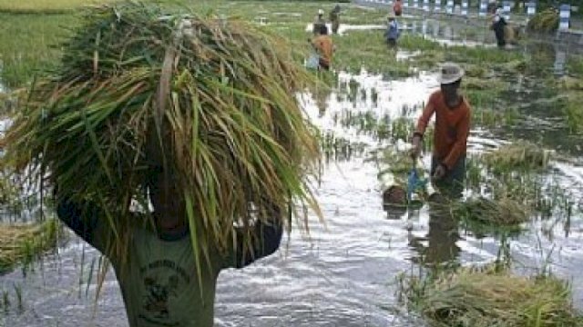 Kementan Siapkan Strategi Antisipasi Dampak La Nina