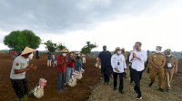 Tanam Jagung di Jenoponto, Presiden Jokowi Tegaskan Kebutuhan Nasional Bisa Dipenuhi Petani Lokal