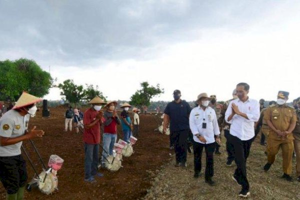 Tanam Jagung di Jenoponto, Presiden Jokowi Tegaskan Kebutuhan Nasional Bisa Dipenuhi Petani Lokal