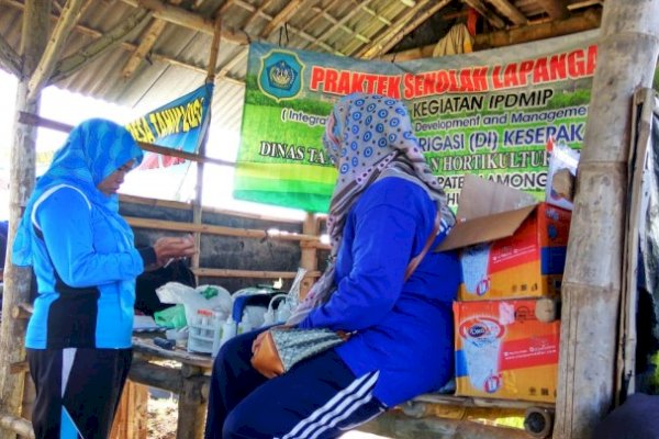 Banyak Pengetahuan dalam Sekolah Lapang IPDMIP Demi Produktivitas Pertanian 