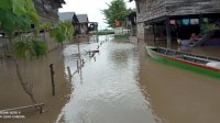 Ratusan Rumah Terendam Banjir di Sidrap Sulsel