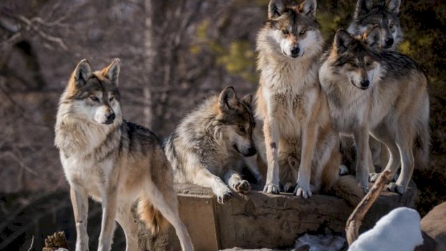 Ilustrasi Serigala.(F-Int)