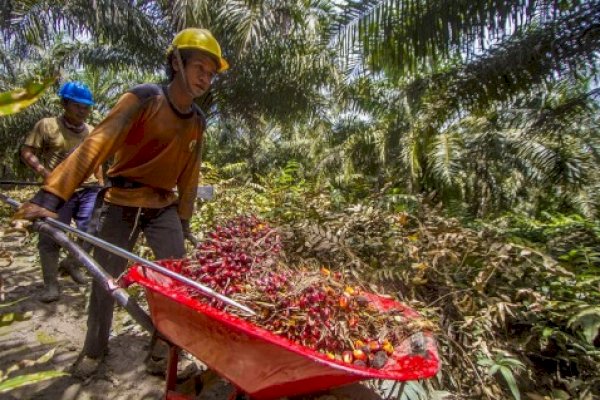 Masih Ingat dengan Bupati Ini? Kini, Ia Harus Ditahan karena Curi Kelapa Sawit
