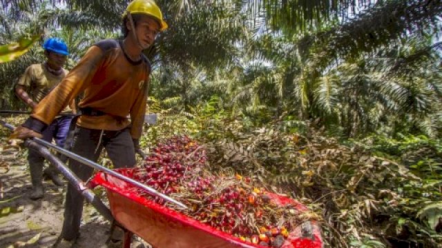 Masih Ingat dengan Bupati Ini? Kini, Ia Harus Ditahan karena Curi Kelapa Sawit