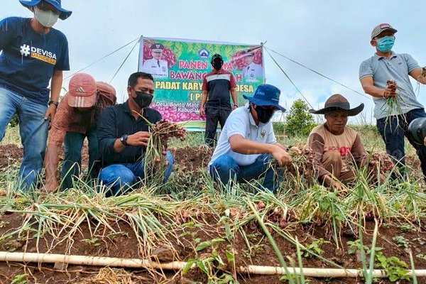 Sambil Panen Bawang, Ilham Azikin Dengar Curhat Petani Di Morowa