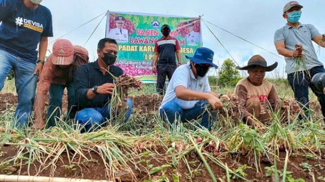 Sambil Panen Bawang, Ilham Azikin Dengar Curhat Petani Di Morowa