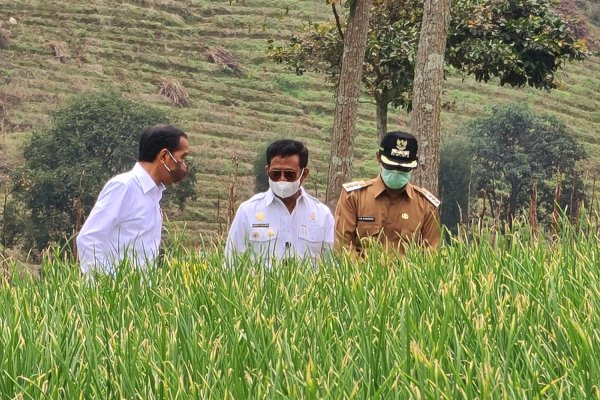Jokowi Minta Kelembagaan Food Estate di Jateng Diperkuat