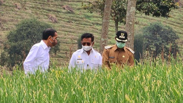 Jokowi Minta Kelembagaan Food Estate di Jateng Diperkuat