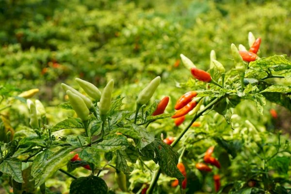 Jelang Nataru Masyarakat Tidak Perlu Panik, Daerah Penyangga Cabai Siap Suplai