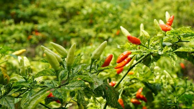 Jelang Nataru Masyarakat Tidak Perlu Panik, Daerah Penyangga Cabai Siap Suplai.