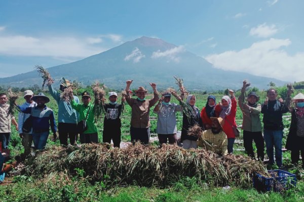Kementan Dorong Bawang Putih Lokal Masuk Pasar Konsumsi