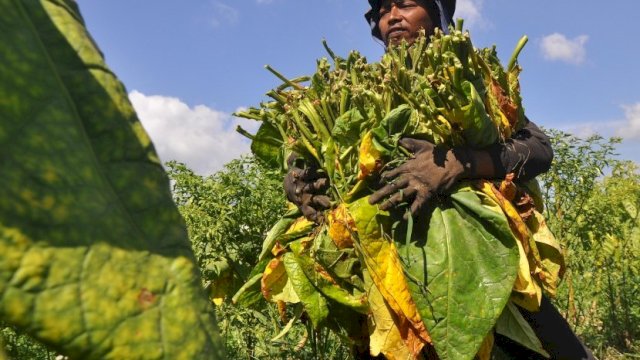 ilustrasi Petani memanen daun tembakau. (int)