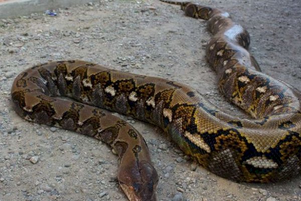 Hati-hati, Ular Sanca Berukuran Raksasa Masih Berkeliaran di RSUP Wahidin Sudirohusodo Makassar