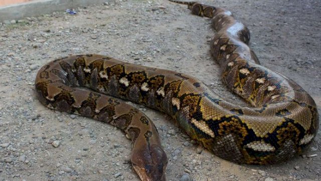 Ilustrasi Ular Sanca. (F-Int)