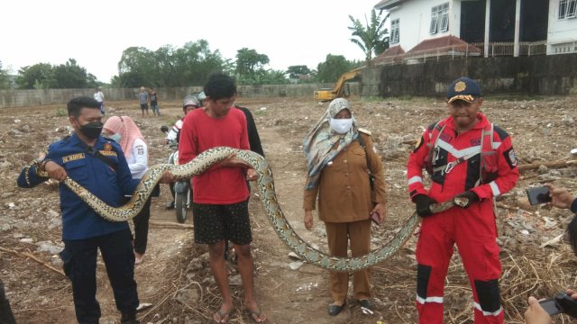 Geger Ular Sanca Sepanjang 5 Meter Masuk Rumah Warga Makassar