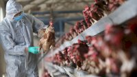 Kasus Flu Burung Pada Manusia Baru Saja Diidentifikasi di Inggris, Waspada!