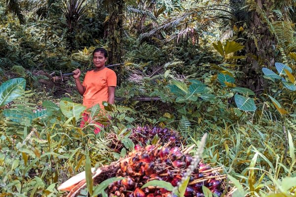 Kejam, Ayah Tiri Aniaya Anak Perempuannya di Perkebunan Kelapa Sawit