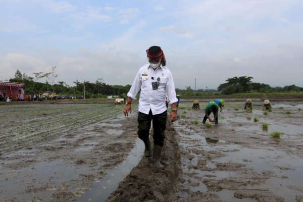 Mentan SYL di Tahun 2022 Genjot Produksi Padi Lewat Percepatan Tanam dan IP 400