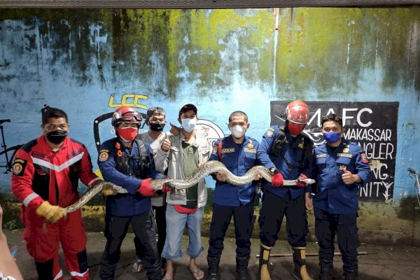 Hati-hati, Ular Piton Berukuran Raksasa Muncul di Kawasan Stadion Mattoanging Makassar