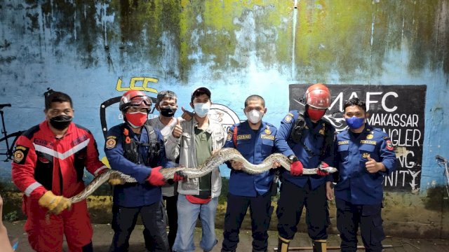 Petugas Damkar Makassar yang menerima laporan terkait kemunculan ular piton tersebut langsung mengamankannya, pada Selasa (18/1/2022) dini hari.(F-HUmas) 