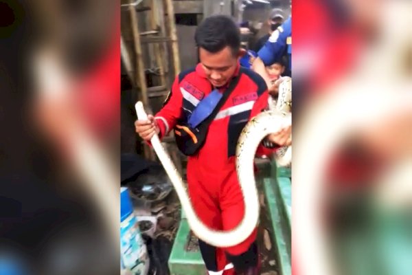 Ular Piton 4 Meter Masuk Halaman Rumah di Makassar, Damkar Kewalahan Evakuasi