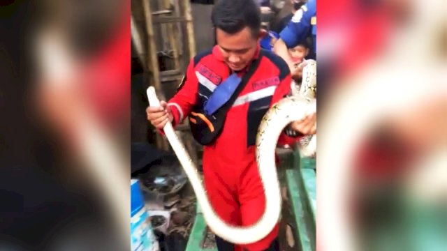Seekor ular jenis piton muncul di pemukiman warga Makassar.