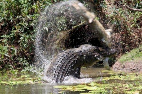 Diterkam Buaya saat Isi Jerigen, Siswi SMA Ditemukan Tewas dengan Luka Robek di Pinggang