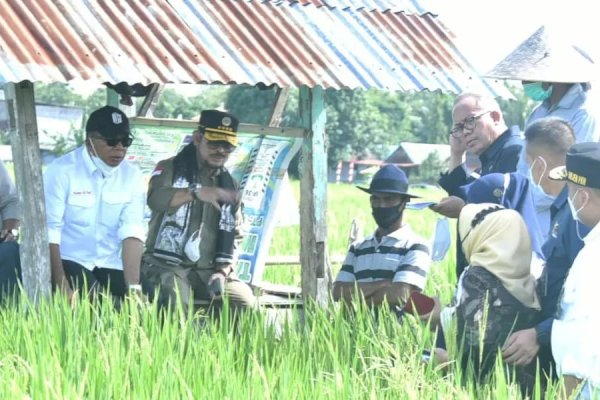 Kunjungi Bulukumba Sulsel, Mentan Syahrul Dorong Budidaya Padi IP400