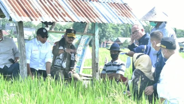 Kunjungi Bulukumba Sulsel, Mentan Syahrul Dorong Budidaya Padi IP400