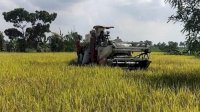 Kementan Tingkatkan Produksi Padi di Banten 2022, Ini Strateginya