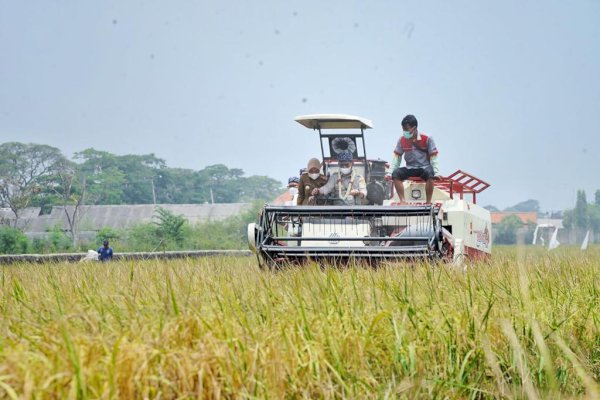 NTP dan NTUP Januari 2022 Meningkat, Kesejahteraan Petani Naik Signifikan