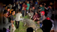 Ternyata Buaya ‘Legendaris’ Berkalung Ban di Palu Sulteng Ditangkap Tili Warga Sragen, Ini Ceritanya