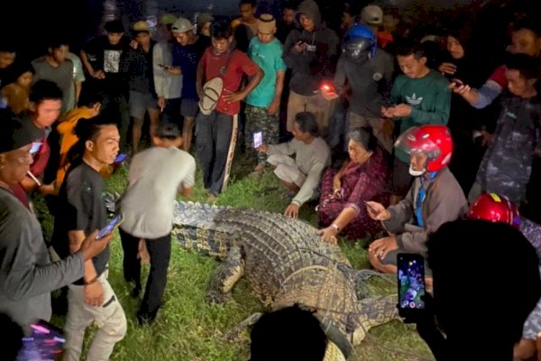 Ternyata Buaya ‘Legendaris’ Berkalung Ban di Palu Sulteng Ditangkap Tili Warga Sragen, Ini Ceritanya