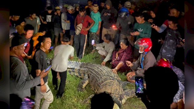 Tili Warga Sragen Jawa Tengah, dibantu Warga akhirnya bisa menangkap buaya berkalung ban di Palu, Sulteng.