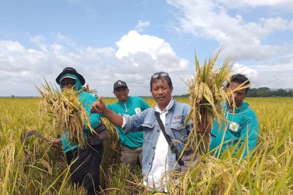 Gerak Cepat Kementan, Petani Bojonegoro Tetap Panen Meski Sempat Terkena Banjir