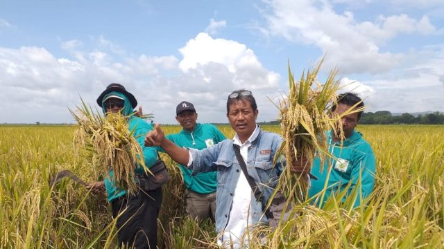 Gerak Cepat Kementan, Petani Bojonegoro Tetap Panen Meski Sempat Terkena Banjir.