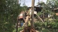 Cuaca Ekstrem, Rumah Warga di Soppeng Sulsel Rusak Tertimpa Pohon Tumbang