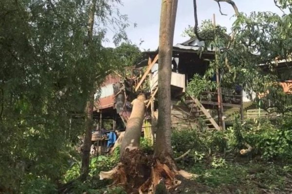 Cuaca Ekstrem, Rumah Warga di Soppeng Sulsel Rusak Tertimpa Pohon Tumbang