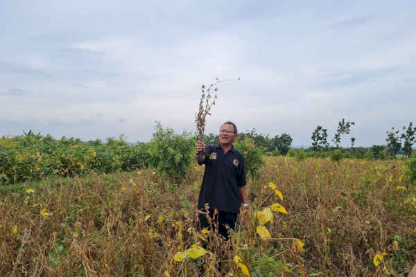 Grobogan Ditargetkan Mampu Suplai Kebutuhan Benih Kedelai Nasional