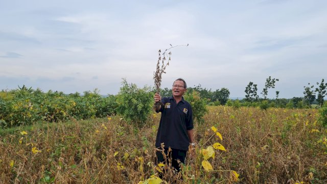 Grobogan Ditargetkan Mampu Suplai Kebutuhan Benih Kedelai Nasional.