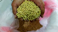 KTNA: Petani Kedelai Minta Pengendalian Impor dan Jaminan Harga Kedelai Lokal